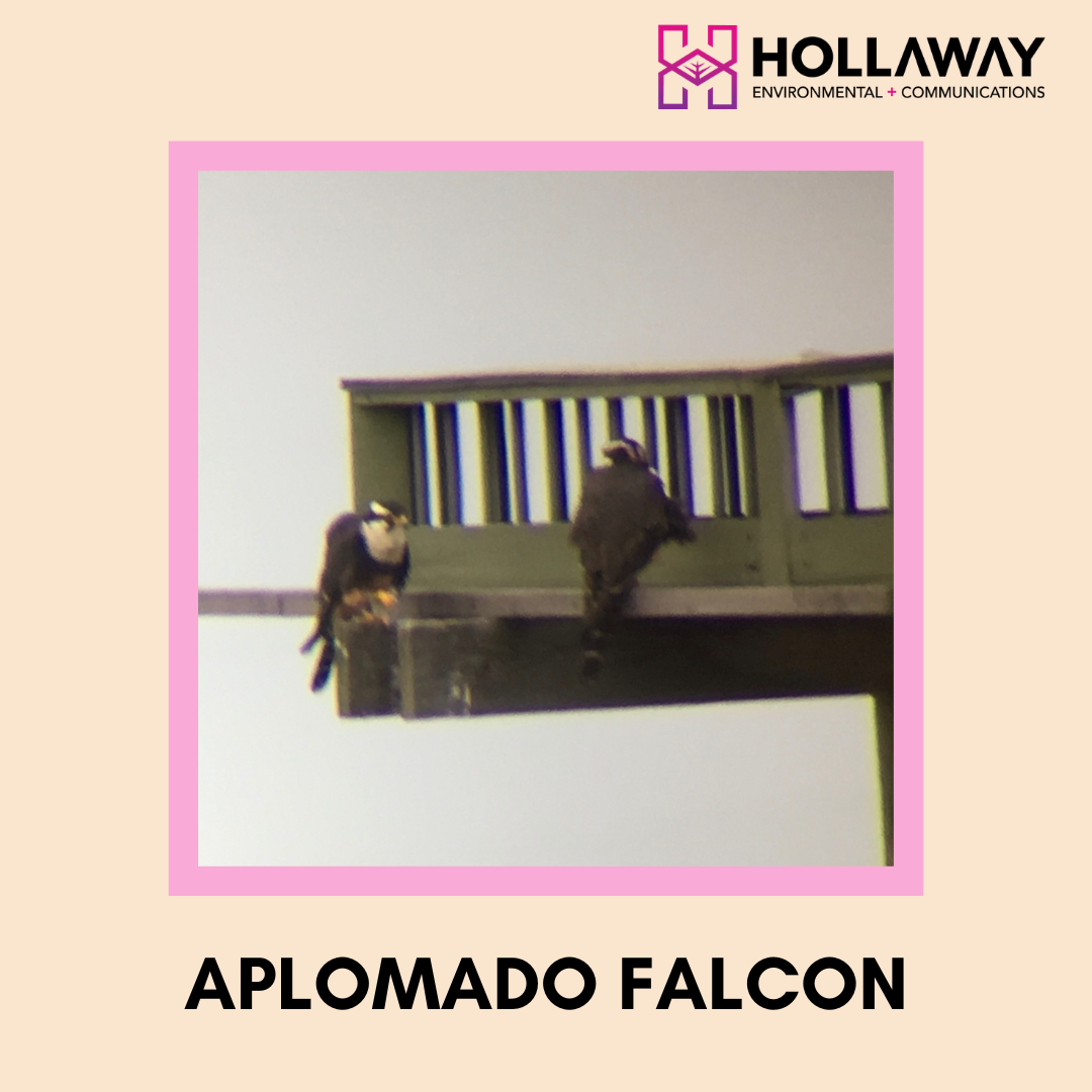 Aplomado Falcon - Migratory Bird Treaty Act